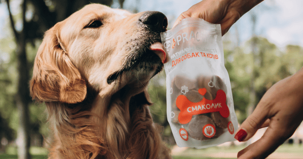 Сезон кліщів: захист та імунітет вашого улюбленця навесні